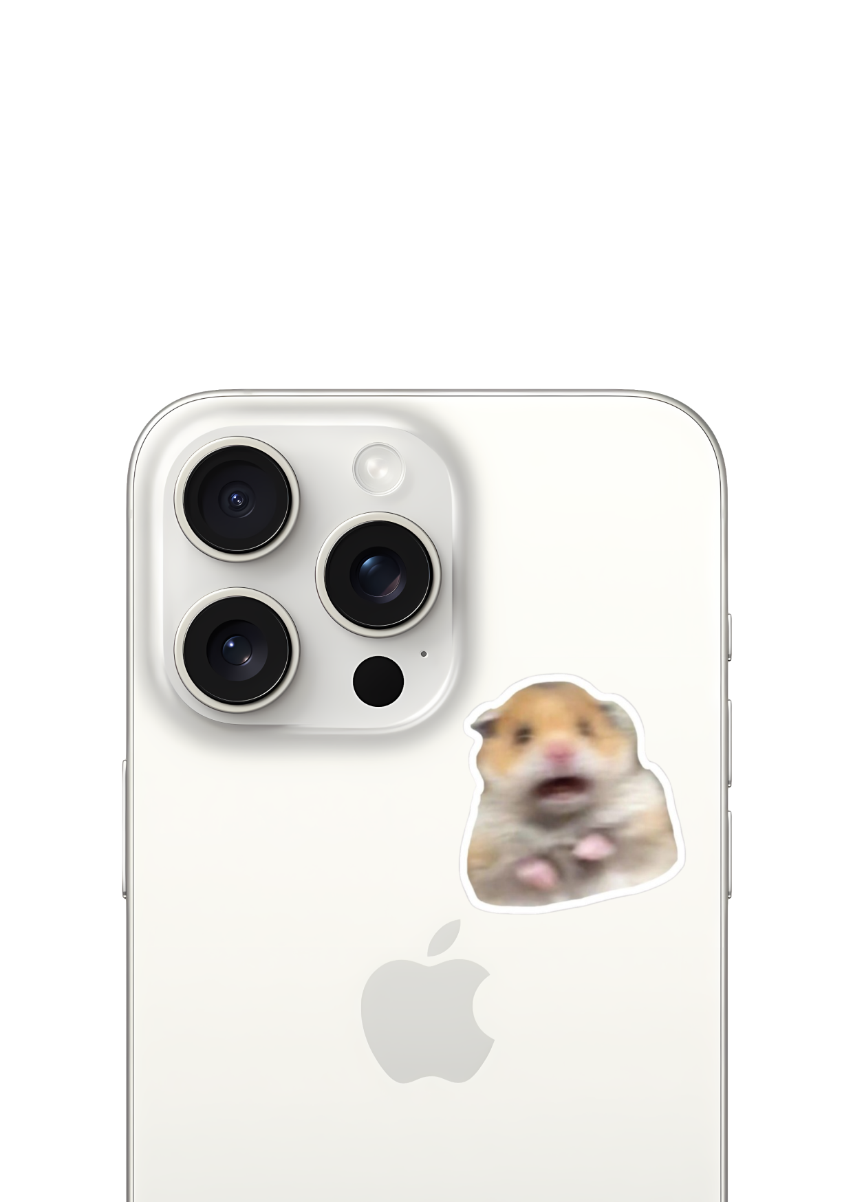 hamster 😵